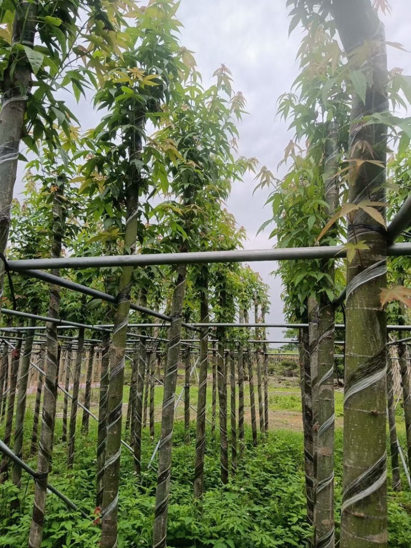 枫香树基地直销规格齐全欢迎老板来电咨询合作