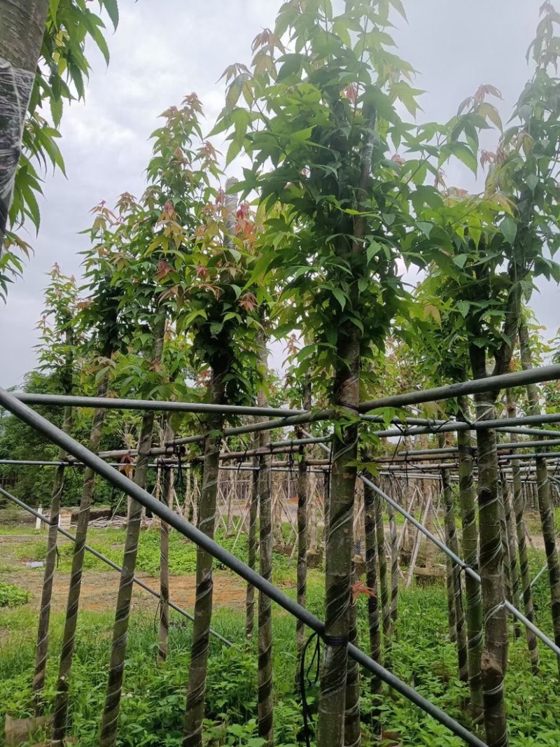 枫香树基地直销规格齐全欢迎老板来电咨询合作