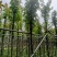 枫香树基地直销规格齐全欢迎老板来电咨询合作