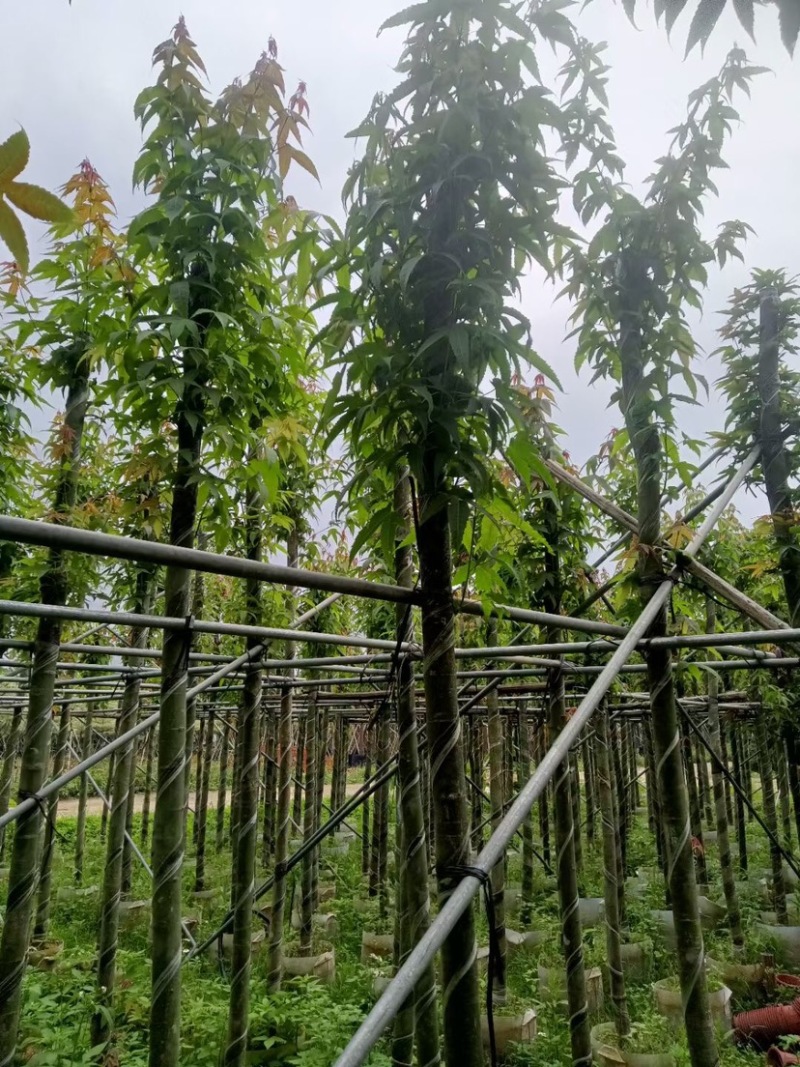 枫香树基地直销规格齐全欢迎老板来电咨询合作