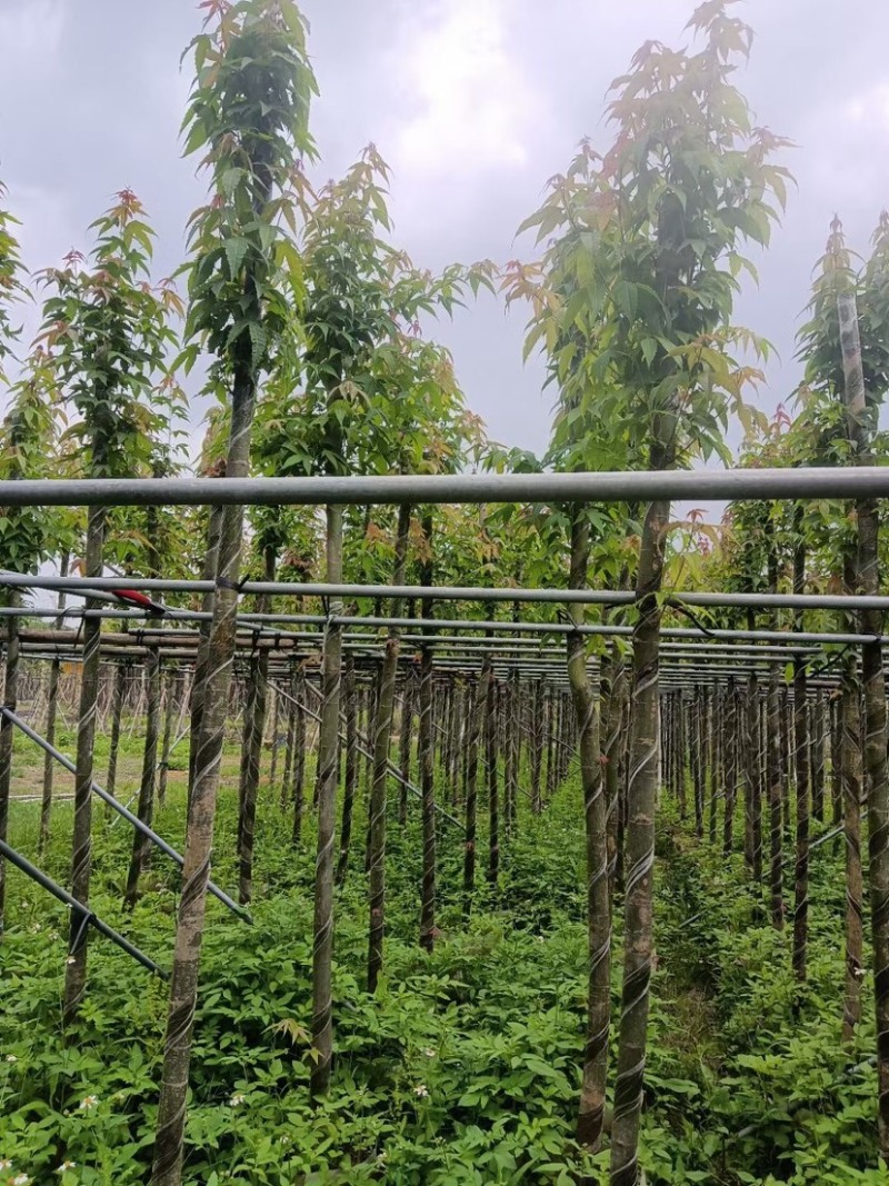 枫香树基地直销规格齐全欢迎老板来电咨询合作