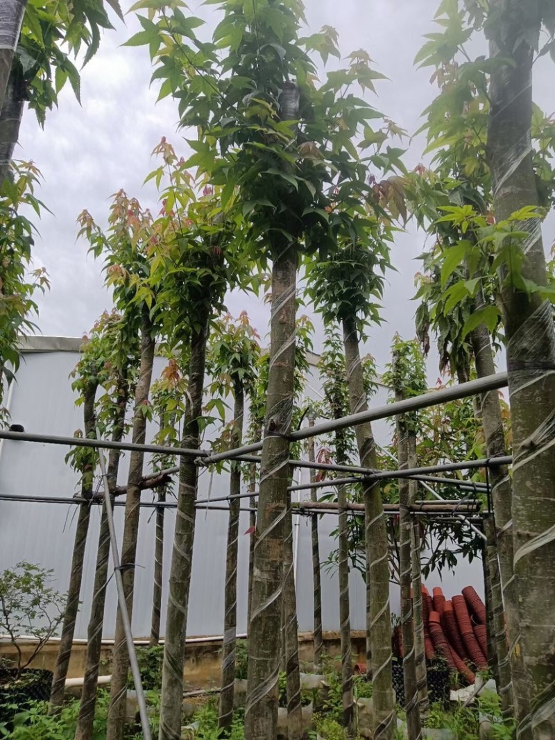 枫香树基地直销规格齐全欢迎老板来电咨询合作