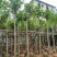 黄花风铃木基地直销规格齐全欢迎老板来电咨询合作