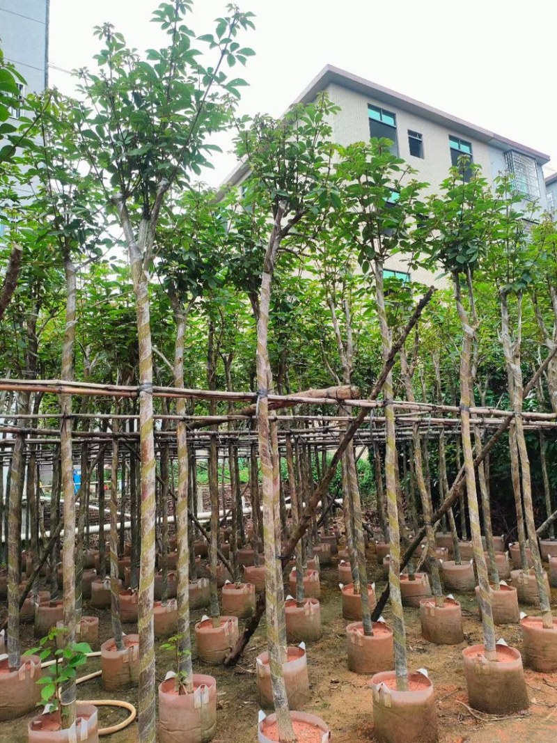 黄花风铃木基地直销规格齐全欢迎老板来电咨询合作