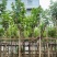 黄花风铃木基地直销规格齐全欢迎老板来电咨询合作