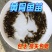 黄颡鱼苗全雄杂交黄骨鱼瓦氏黄辣丁黄鸭叫昂公昂刺淡水鱼苗