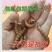 优质大麦虫一斤批发