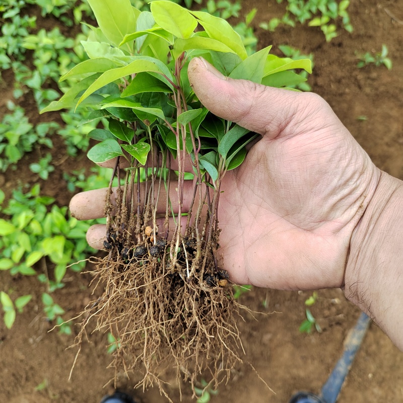 香樟苗香樟芽苗大叶香樟树苗香樟杯苗小叶香樟苗樟树苗