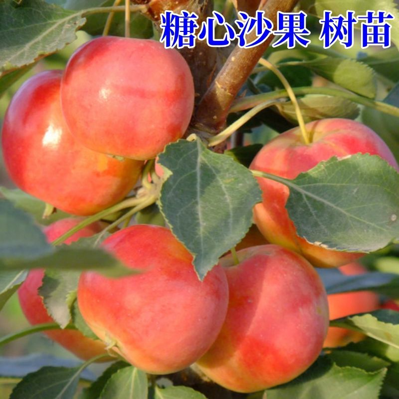 沙果老桩矮化小苹果带果发货锦绣海棠带土带叶