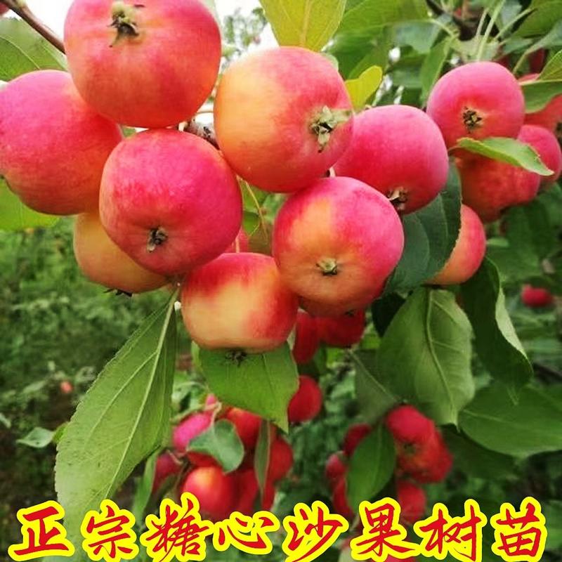 沙果老桩矮化小苹果带果发货锦绣海棠带土带叶