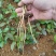 广西油茶苗大量油茶芽苗上市现货供应500万株可以对公