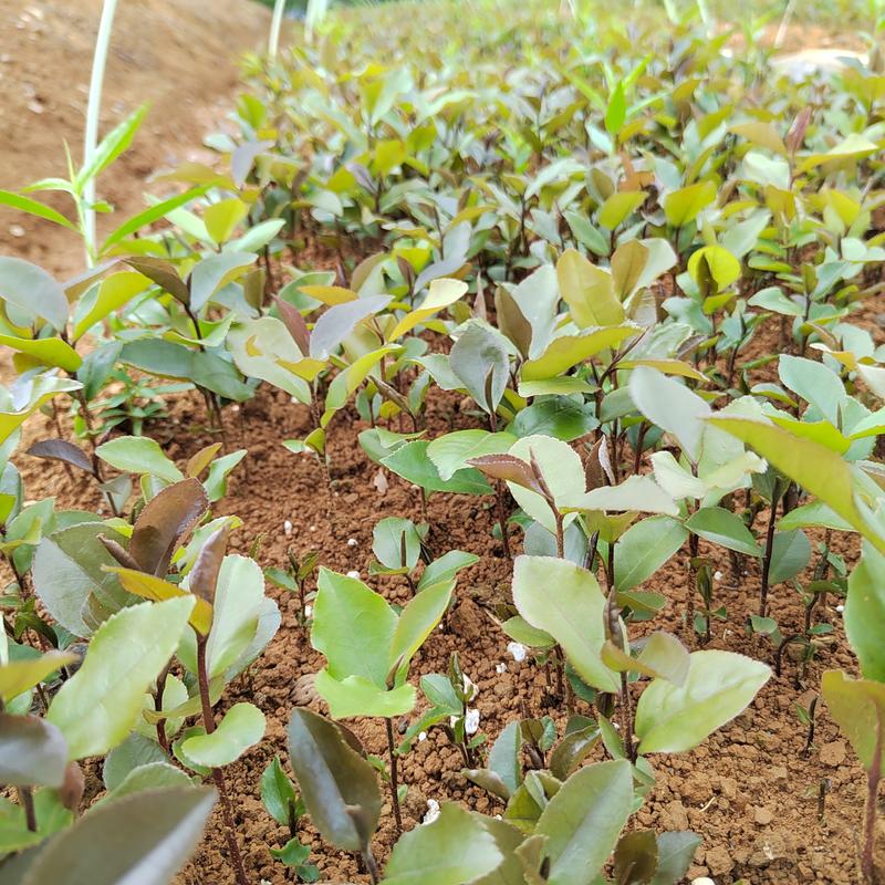 广西油茶苗大量油茶芽苗上市现货供应500万株可以对公