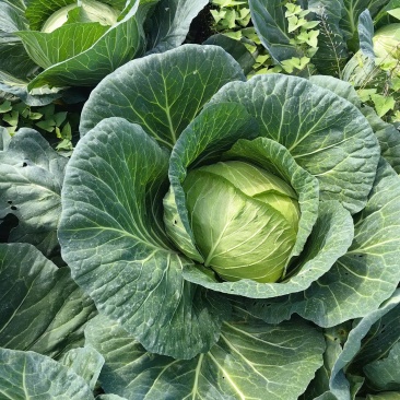 多途二脆包菜2-4斤嫩菜莲花白松包菜平包扁包货多