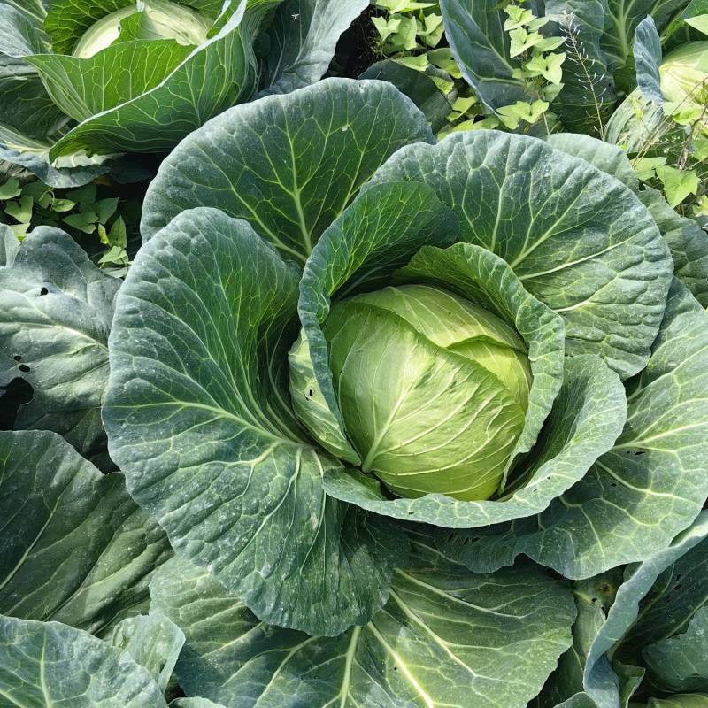 多途二脆包菜2-4斤嫩菜莲花白松包菜平包扁包货多