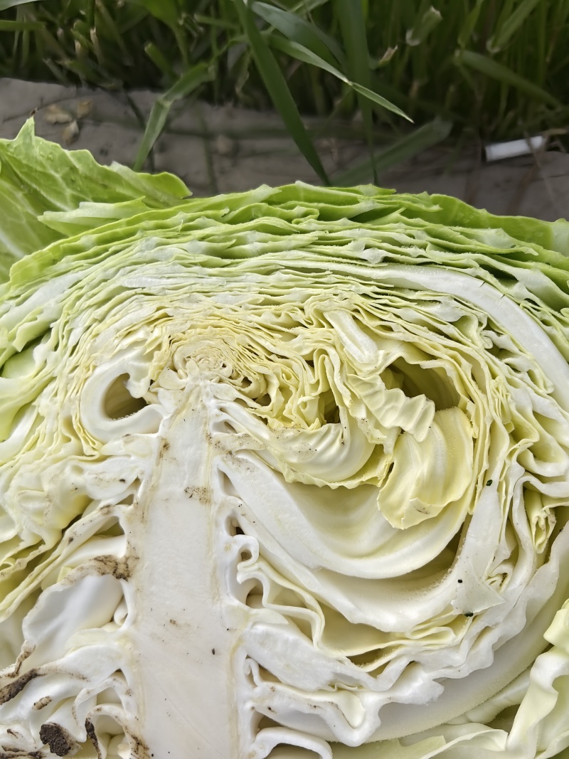 多途二脆包菜2-4斤嫩菜莲花白松包菜平包扁包货多