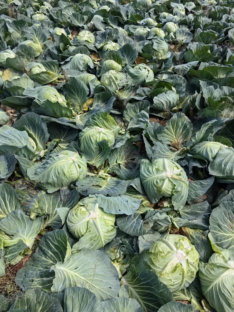 多途二脆包菜2-4斤嫩菜莲花白松包菜平包扁包货多