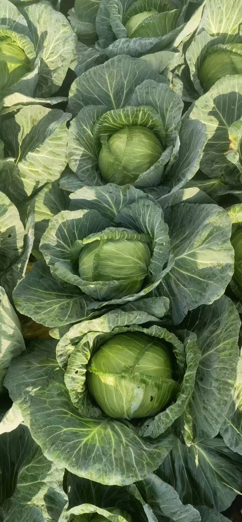 多途二脆包菜2-4斤嫩菜莲花白松包菜平包扁包货多