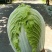 `河南安阳什锦大白菜黄心大白菜质量好价格合理
