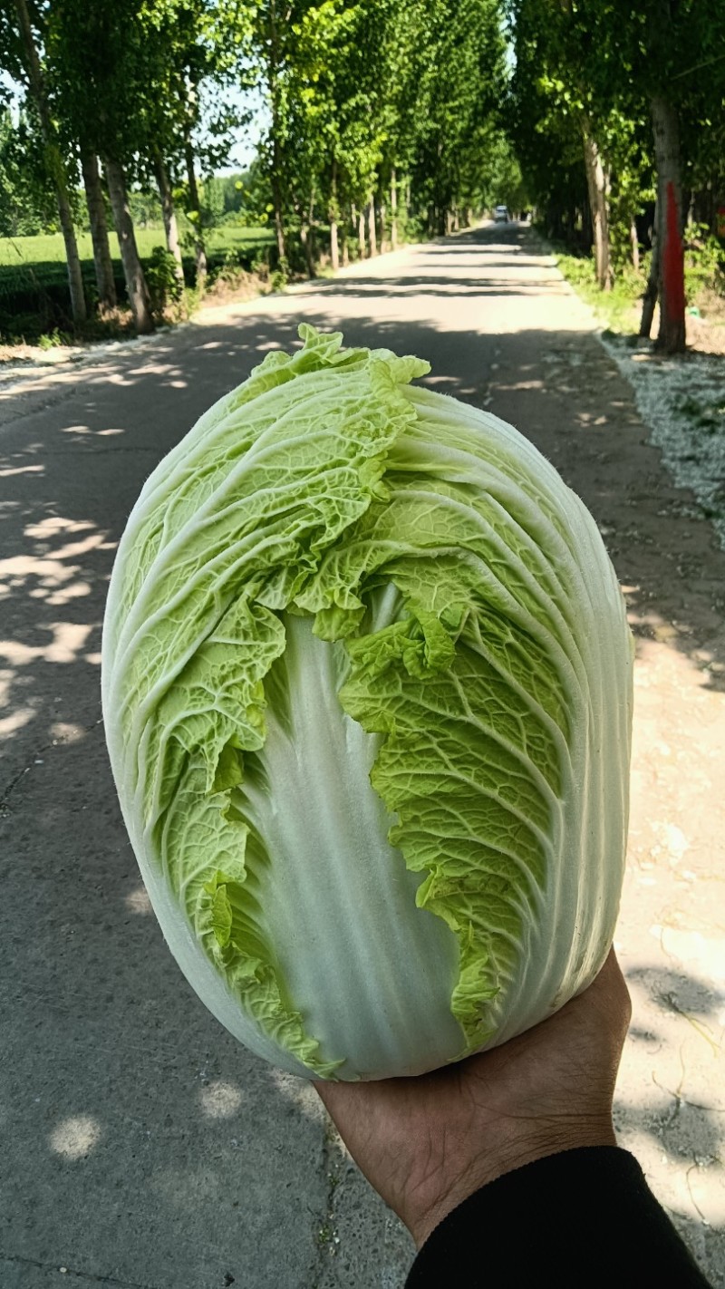 `河南安阳什锦大白菜黄心大白菜质量好价格合理