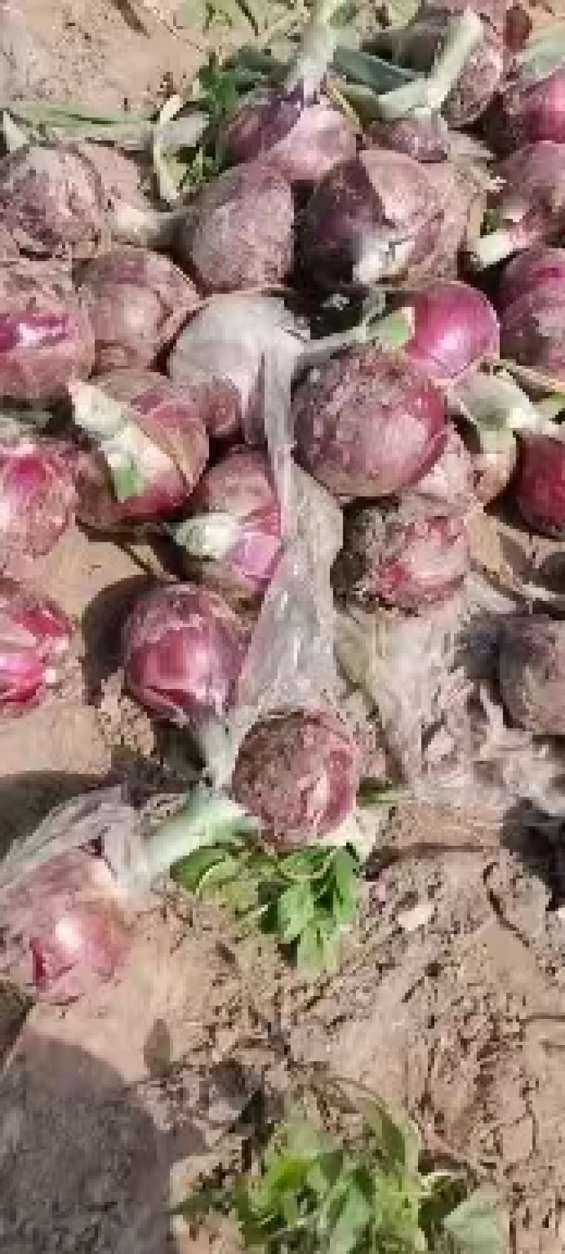 丰县洋葱大量上市，品相佳，紫皮黄皮都有主供市场加工厂电商