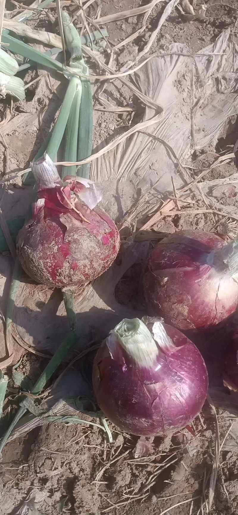 丰县洋葱大量上市，品相佳，紫皮黄皮都有主供市场加工厂电商