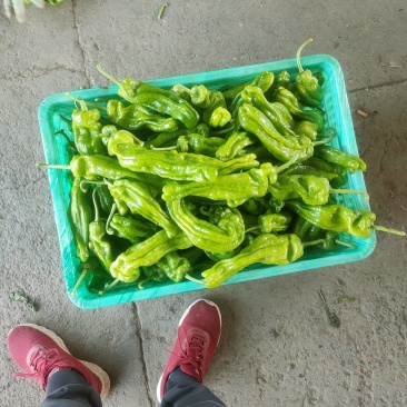 广东徐闻苏椒5号芜湖椒泡全国基地直发电商货市场货，食堂