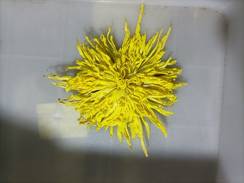 金丝皇菊干花（6公分）1朵