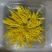 金丝皇菊干花（6公分）1朵