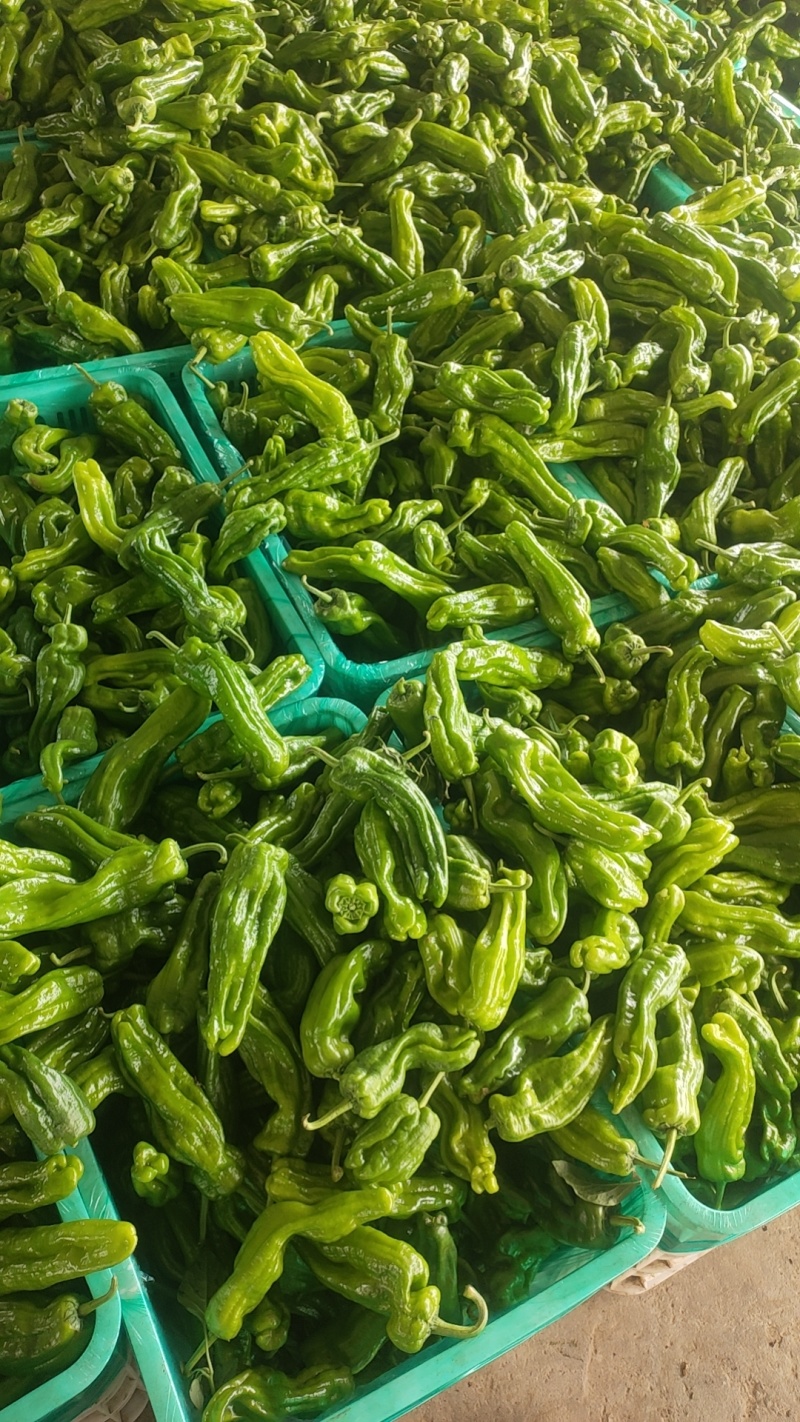 广东徐闻苏椒5号芜湖椒泡全国基地直发电商货市场货，食堂