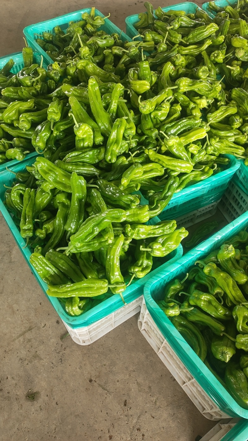 广东徐闻苏椒5号芜湖椒泡全国基地直发电商货市场货，食堂