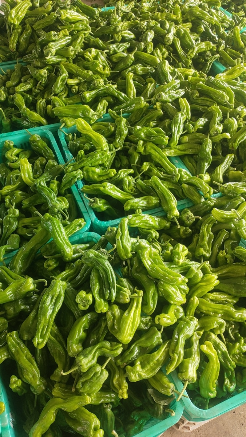 广东徐闻苏椒5号芜湖椒泡全国基地直发电商货市场货，食堂