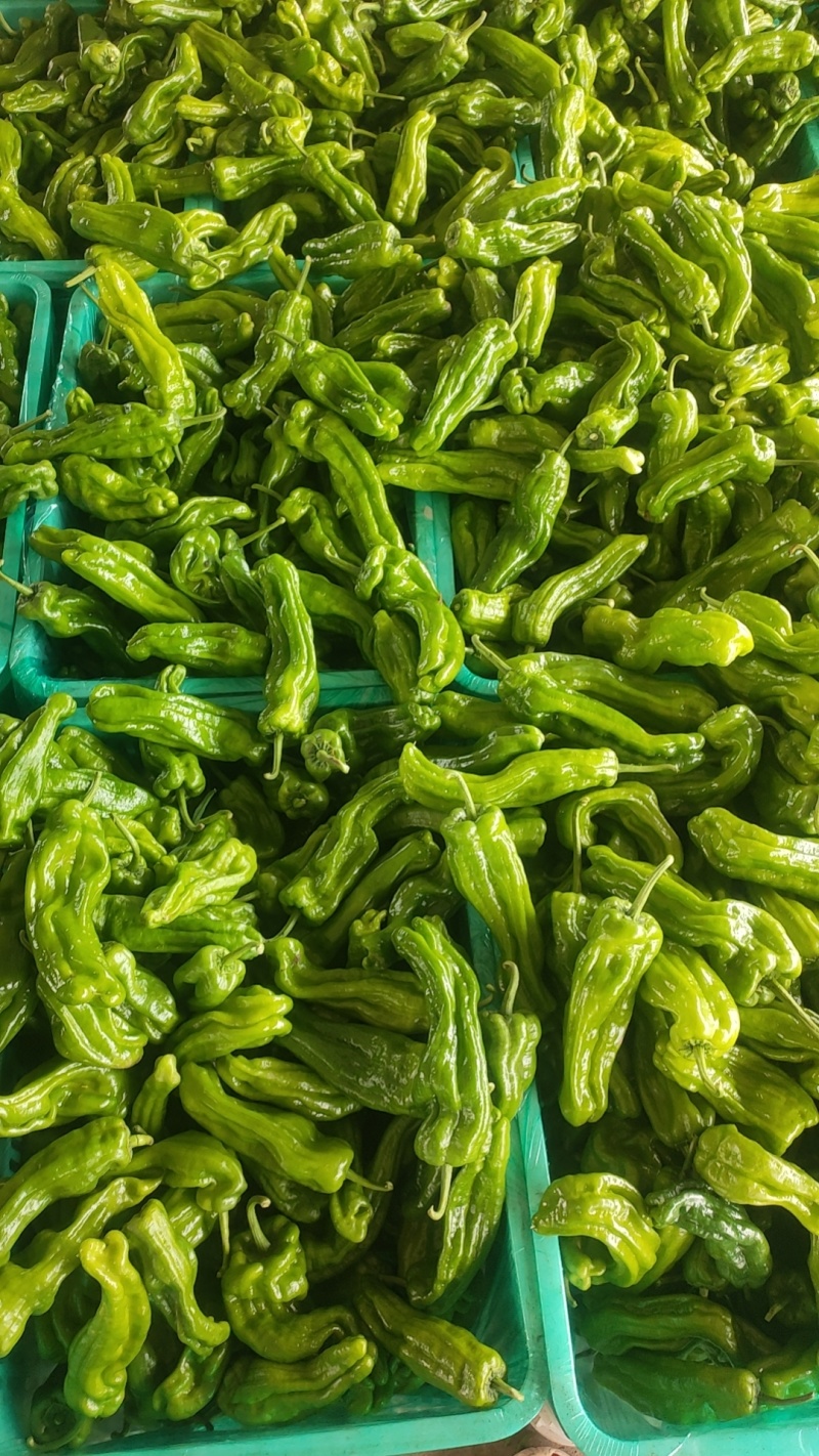 广东徐闻苏椒5号芜湖椒泡全国基地直发电商货市场货，食堂