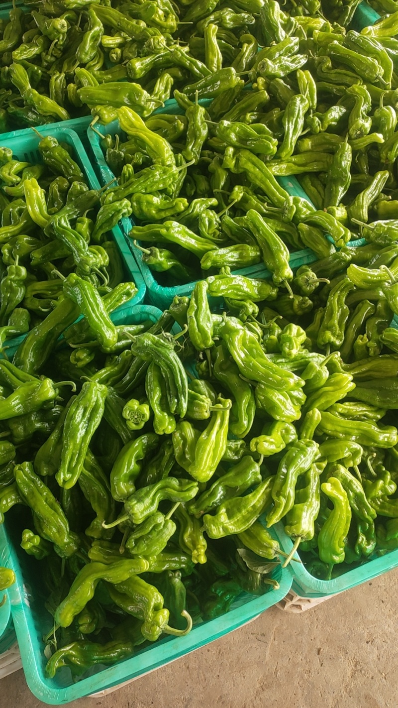 广东徐闻苏椒5号芜湖椒泡全国基地直发电商货市场货，食堂