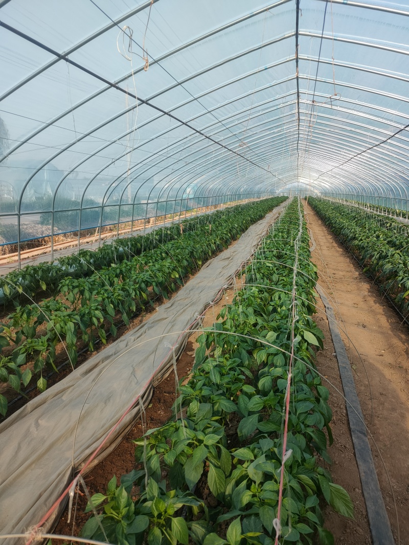 广东徐闻苏椒5号芜湖椒泡全国基地直发电商货市场货，食堂