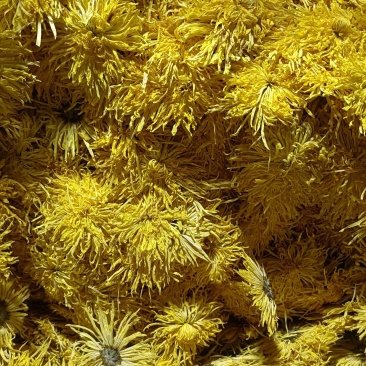 金丝皇菊
