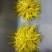 金丝皇菊