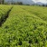 修水红茶