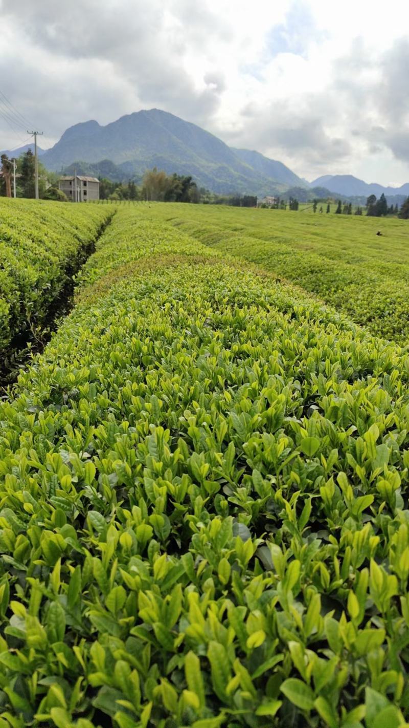 修水红茶