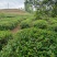 修水红茶