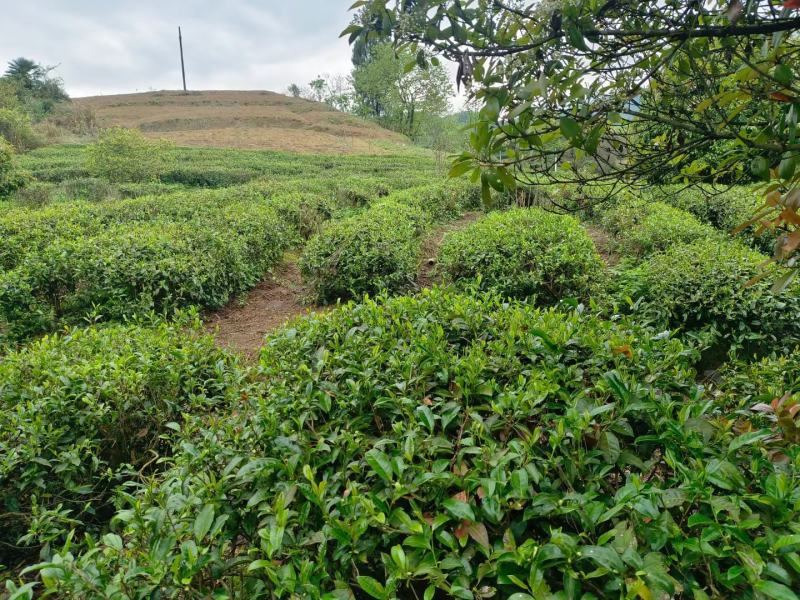 修水红茶