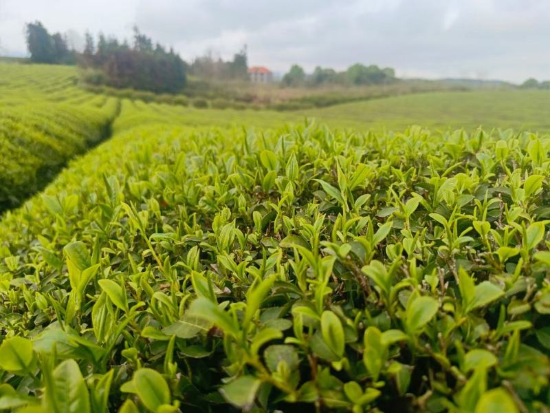 修水绿茶