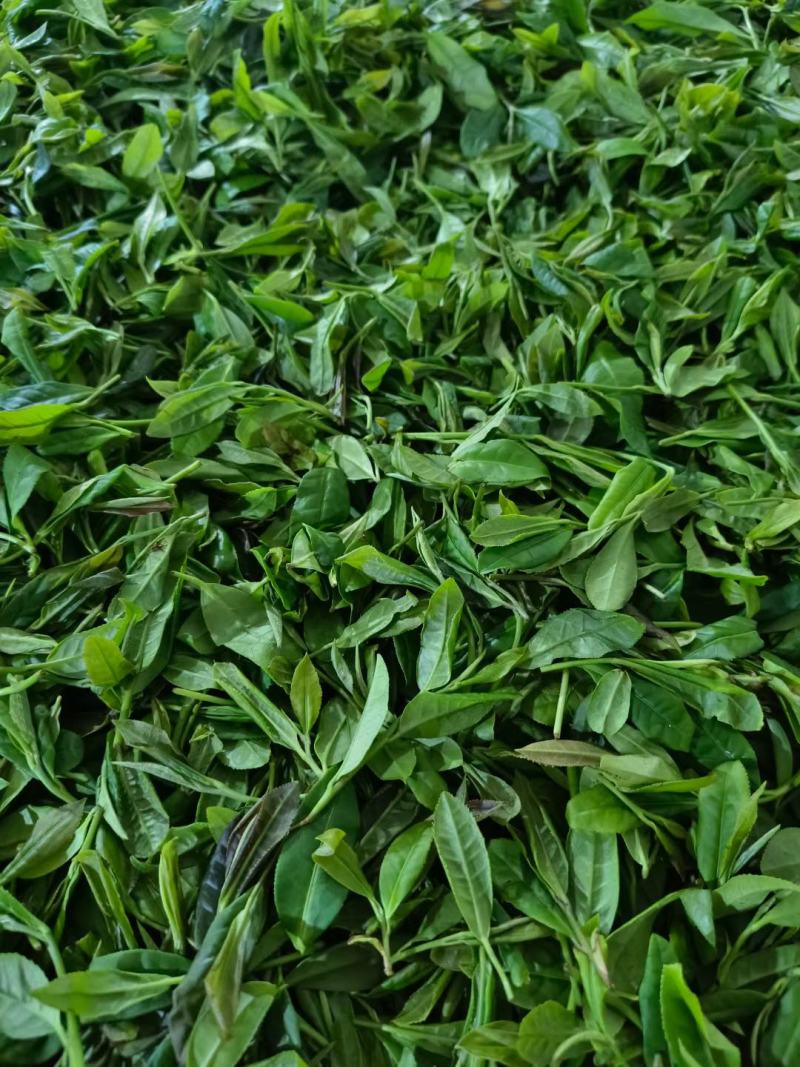 修水绿茶