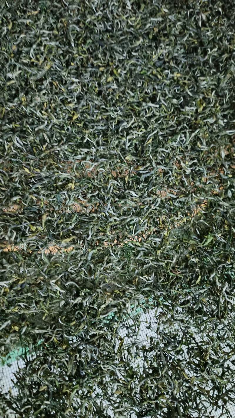 修水绿茶