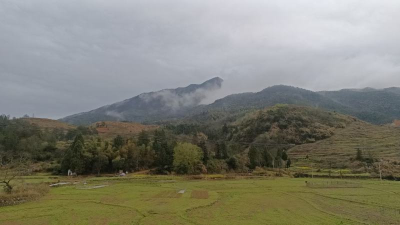 修水绿茶