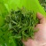 修水绿茶