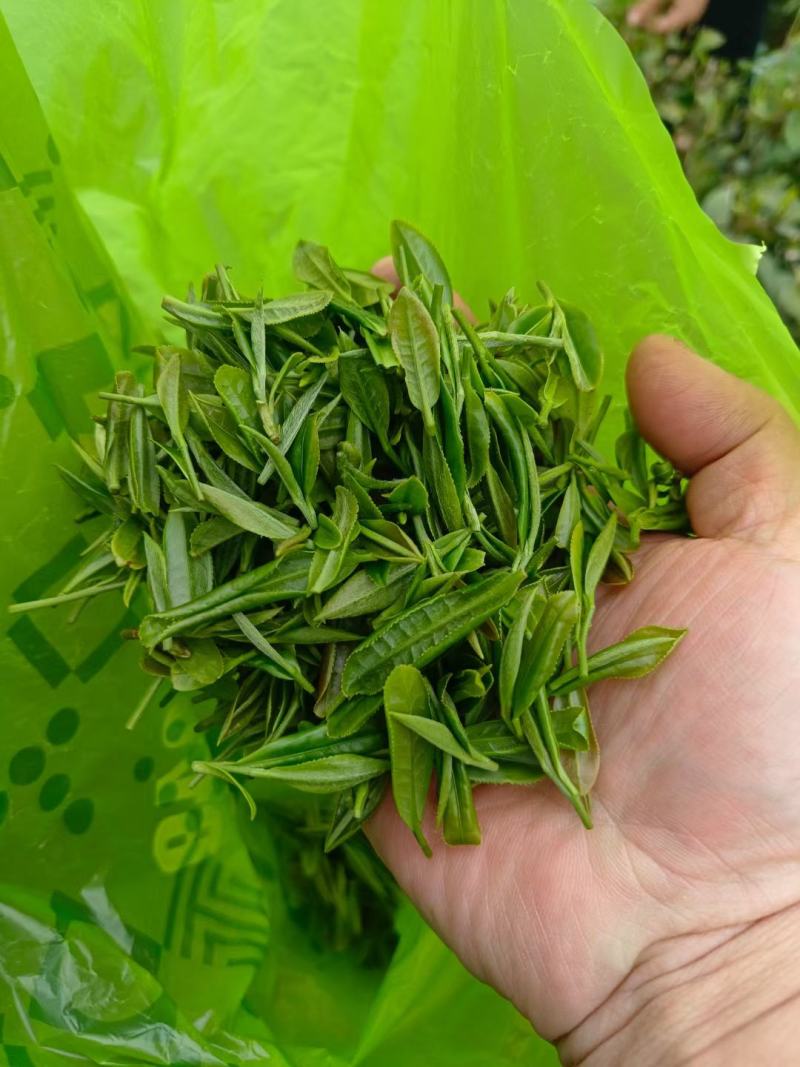 修水绿茶