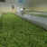 修水绿茶