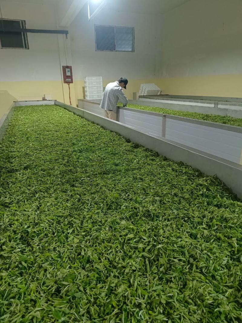 修水绿茶