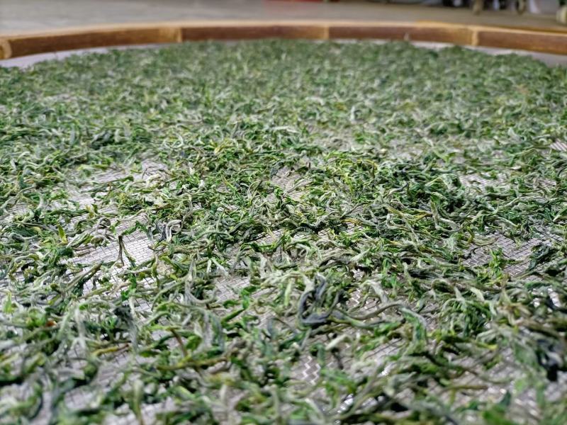 修水绿茶
