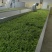 修水绿茶